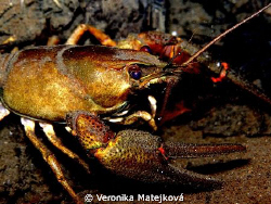 crayfish by Veronika Matějková 